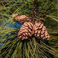 Cedarwood