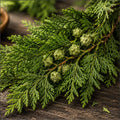 Cypress