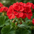 Geranium