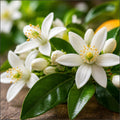 Neroli