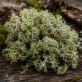 Oakmoss