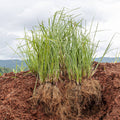 Vetiver