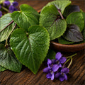 Violet Leaf