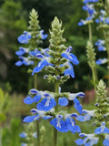 Sage