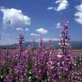Patchouli