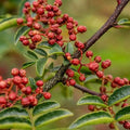Sichuan Pepper