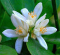 Mandarin