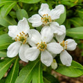 Orange Blossom