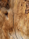 Woody
