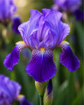 Iris